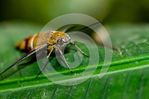 Pellucid hawk moth in close up view photo