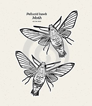 Pellucid hawk moth or coffee clearwing, is a moth of the family Sphingidae. hand draw sketch vector photo