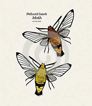 Pellucid hawk moth or coffee clearwing, is a moth of the family Sphingidae. hand draw sketch vector