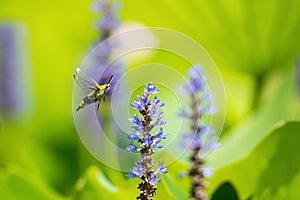 Pellucid hawk moth fly to flower photo