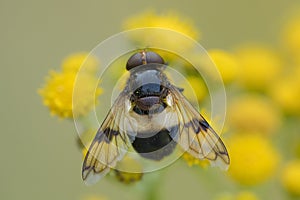 Pellucid Hoverfly foraging in the dunes