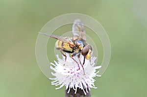 Pellucid Hoverfly photo