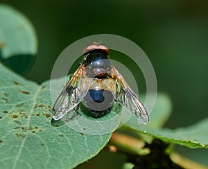 Pellucid Hoverfly Volucella pellucens. Hoverfly  sits on a green leaf