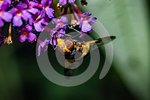 The pellucid hoverfly [Volucella pellucens photo