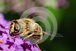 The pellucid hoverfly [Volucella pellucens photo