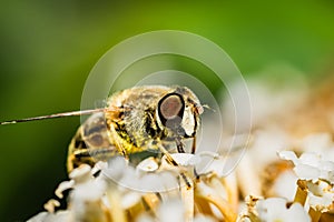 The pellucid hoverfly [Volucella pellucens photo