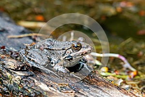 Pelobate frog on a tree log in the for