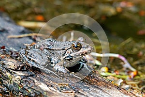 Pelobate frog on a tree log in the for photo