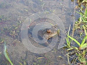 Pelobates fuscus - in the reproduction pond photo