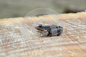 Pelophylax esculentus