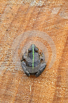 Pelophylax esculentus