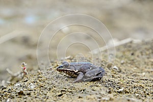 Pelophylax esculentus