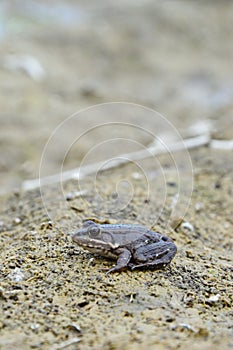 Pelophylax esculentus