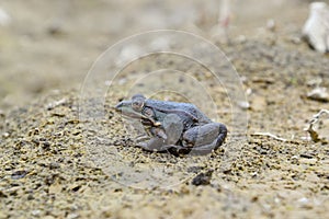 Pelophylax esculentus