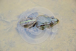 Pelophylax esculentus