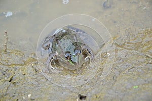 Pelophylax esculentus