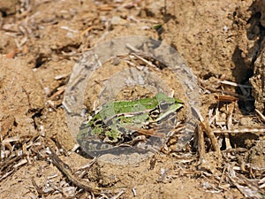 Pelophylax esculentus closeup in sunlight