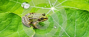 Pelophylax esculentus - common european frog