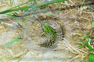 Pelophylax esculentus, Edible Frog, Rana Comune, Italy photo