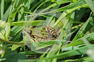 Pelophylax kl. esculentus, frog in green grass