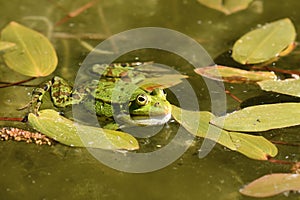 `Pelophylax Lessonae` pool frog swimming in water