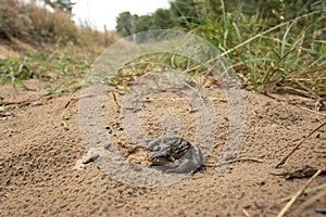 Pelophylax, Pelophylax cypriensis, water Frogs, genus pelophylax