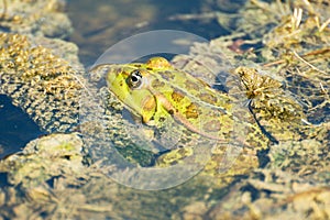 Pelophylax ridibundus