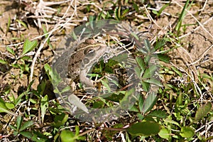 Pelophylax ridibundus