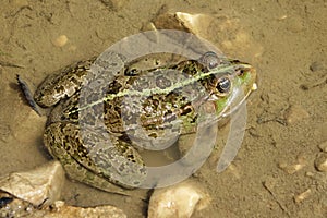 Pelophylax ridibundus