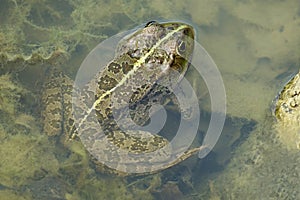 Pelophylax ridibundus detail