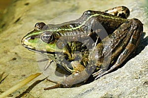 Pelophylax ridibundus detail photo