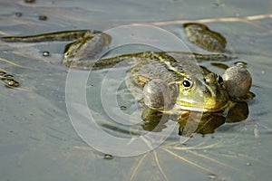 Pelophylax ridibundus in the water,close-up photo