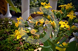 A Pelopidas commonly known as branded swift or millet skipper sitting on flower of widows thrill plant.