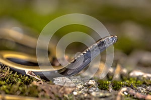 Peloponnese slowworm looking up