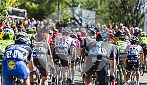 The Peloton on Mont Ventoux - Tour de France 2016