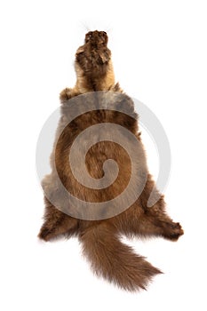 Pelt of a marten