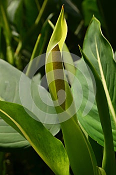 Peltandra virginica flowers