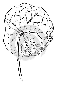 Peltate vintage illustration