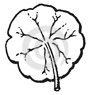 Peltate vintage illustration