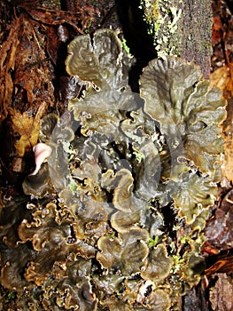 Peltigera Canina. parasitism, parasite, disease. Lichen on the branch of tree. photo