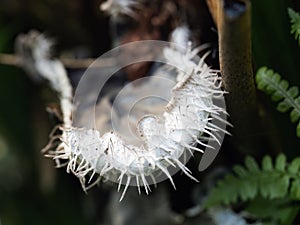 Peltigera membranacea -aka Dog lichen.