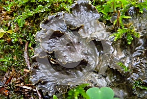 Peltigera polydactyla is a foliose lichen that grows in moss-rich soils in the forest in the Ivano-Frankivsk region