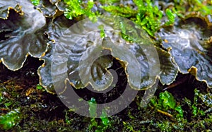 Peltigera polydactyla is a foliose lichen that grows in moss-rich soils in the forest in the Ivano-Frankivsk region