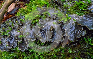 Peltigera polydactyla is a foliose lichen that grows in moss-rich soils in the forest in the Ivano-Frankivsk region