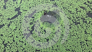 Pelting stones or clogs on the pond filled with tiny hyacinths