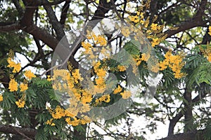 Peltophorum dubium Yellow flowers in Quinta da Boa Vista public park photo