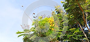 Peltophorum pterocarpum copperpod yellow flametree
