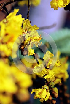 Peltophorum pterocarpum, known as copperpod, yellow-flamboyant, flametree, yellow poinciana flower blossoms close-up.