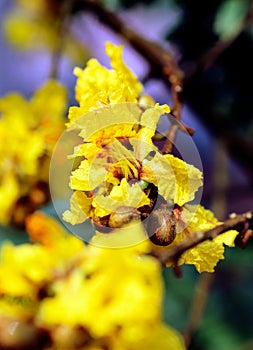 Peltophorum pterocarpum, known as copperpod, yellow-flamboyant, flametree, yellow poinciana flower blossoms close-up.