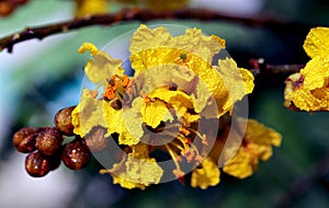 Peltophorum pterocarpum, known as copperpod, yellow-flamboyant, flametree, yellow poinciana flower blossoms close-up.